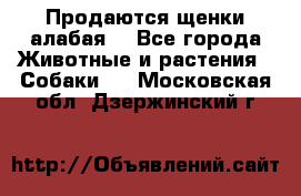 Продаются щенки алабая  - Все города Животные и растения » Собаки   . Московская обл.,Дзержинский г.